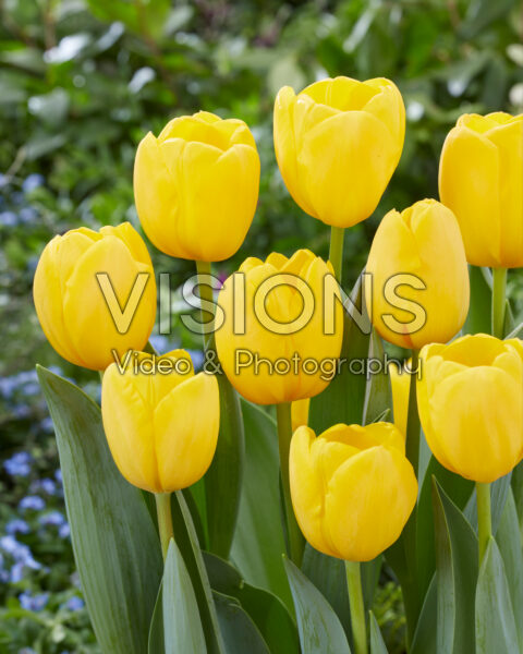 Тюльпан дарвинов гибрид Нови Сан